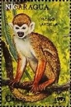 Central American squirrel monkey (Saimiri oerstedii)