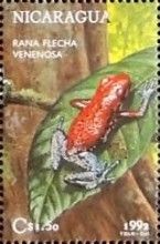 Rana flecha venenosa(arrow frog).
