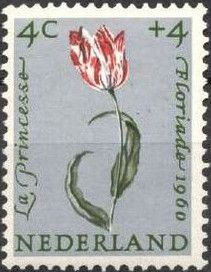 Tulip "La Princesse" (Tulpia hybr.)
