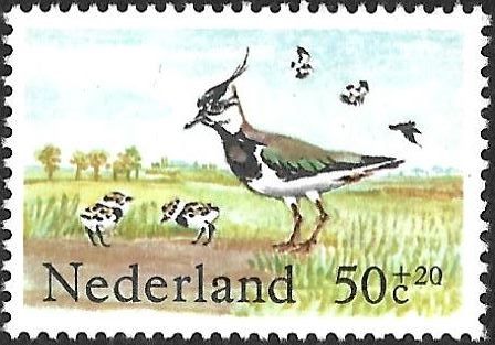 Northern Lapwing (Vanellus vanellus)