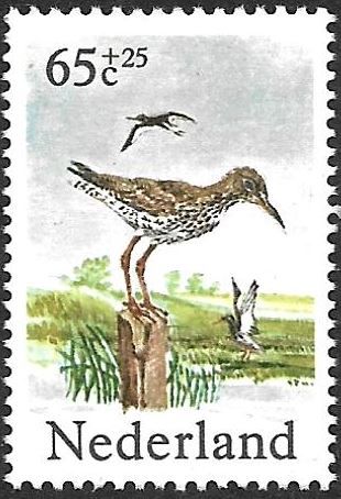 Common Redshank (Tringa totanus)