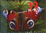 European Peacock (Aglais io)