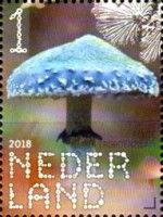 Verdigris Agaric (Psilocybe aeruginosa)