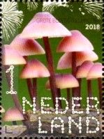 Bleeding Fairy Helmet (Mycena haematopus)