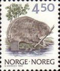 Eurasian Beaver (Castor fiber)