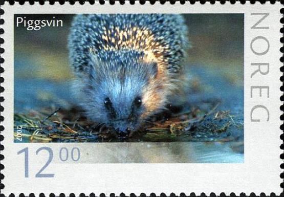 West European Hedgehog (Erinaceus europaeus)