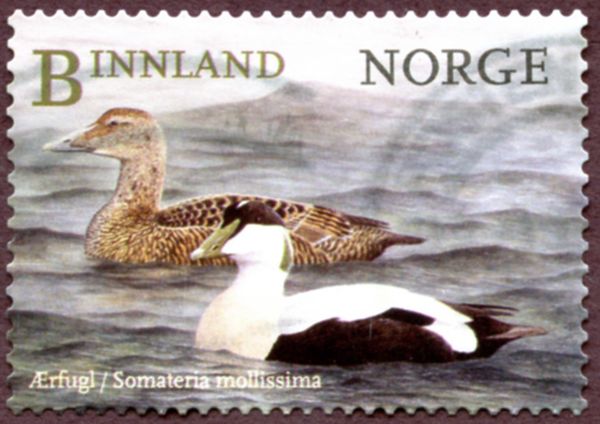 Common Eider (Somateria mollissima)