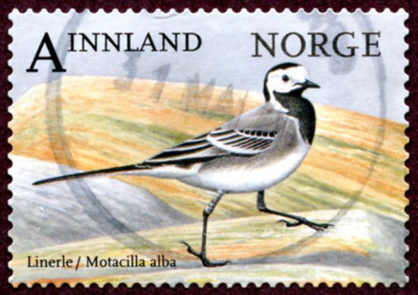 White Wagtail (Motacilla alba)
