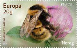 Great Yellow Bumblebee (Bombus distinguendus)