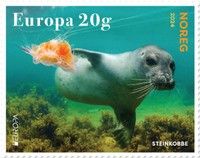 Harbor Seal (Phoca vitulina)