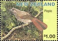 South Island Piopio (Turnagra capensis)