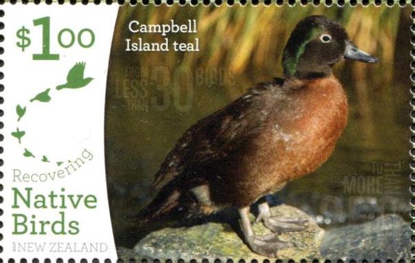 Campbell Island Teal (Anas nesiotis)