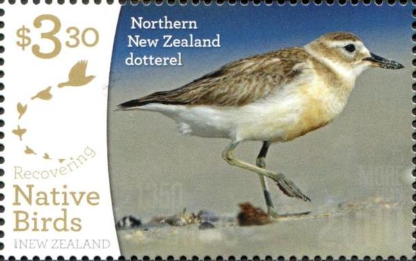 Northern New Zealand Dotterel (Charadrius obscurus)