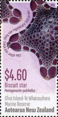 Biscuit Star, Ulva Island-Te Wharawhara Marine Reserve