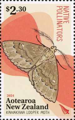 Kawakawa Looper Moth (Cleora scriptaria)