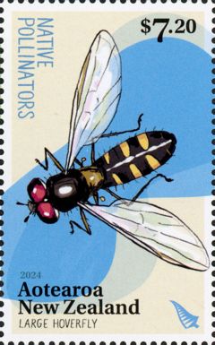 Large Hoverfly (Melangyna novaezelandiae)