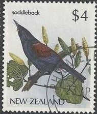 North Island Saddleback (Philesternus rufusater)