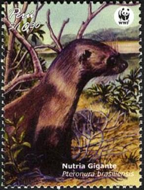 Giant Otter (Pteronura brasiliensis)