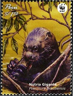 Giant Otter (Pteronura brasiliensis)