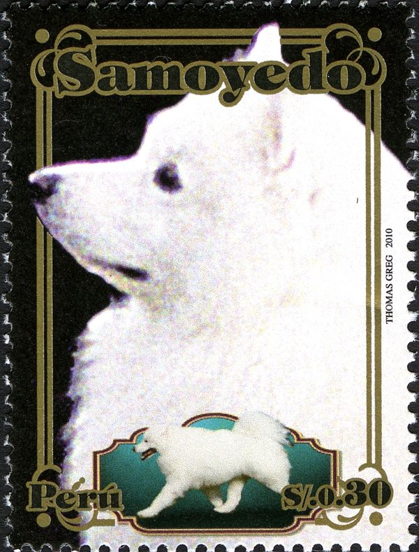 Samoyed Dog (Canis lupus familiaris)