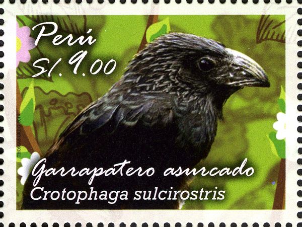Groove-billed Ani (Crotophaga sulcirostris)