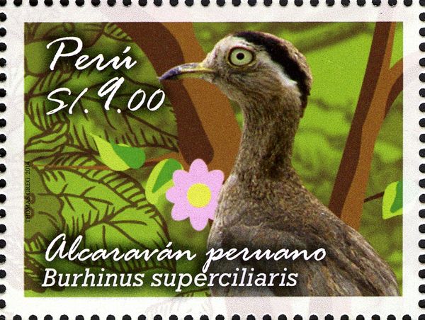 Peruvian Thick-knee (Burhinus superciliaris)