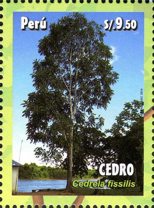 Cedrela fissilis