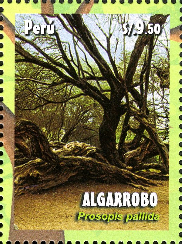 Prosopis pallida