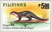 Oriental Small-clawed Otter (Amblonyx cinerea)