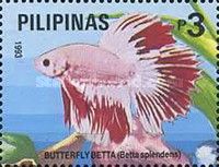 Butterfly Betta (Betta splendens)