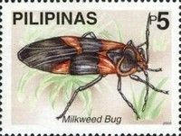 Large Milkweed Bug (Oncopeltus fasciatus)