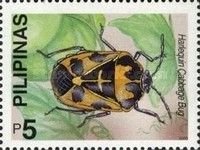 Harlequin Cabbage Bug (Murgantia histrionica)