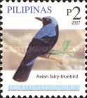 Asian Fairy-bluebird (Irena puella)