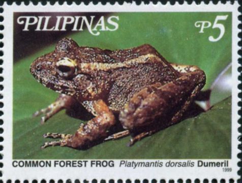 Common Forest Frog (Platymantis dorsalis)