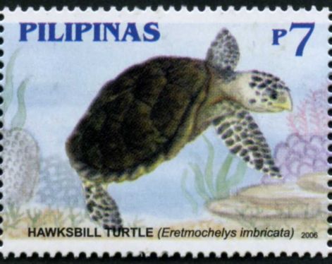 Hawksbill Turtle (Eretmochelys imbricata)