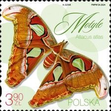 Atlas Moth (Attacus atlas)