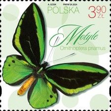 Green Birdwing (Ornithoptera priamus)