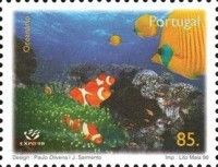 Clownfish (Amphiprion sp.)