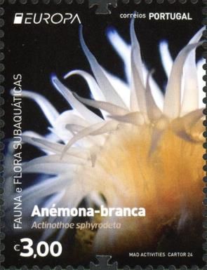Sandalled Anemone (Actinothoe sphyrodeta)