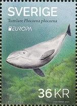 Harbour Porpoise (Phocoena phocoena)