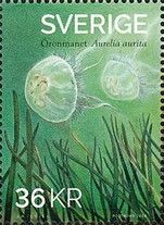 Moon Jellyfish (Aurelia aurita)