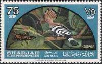 Eurasian Hoopoe (Upupa epops)