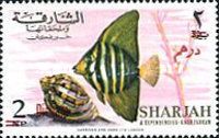 Sailfin Tang (Zebrasoma veliferum)