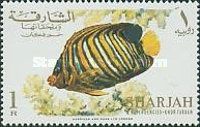Royal Angelfish (Pygoplites diacanthus)