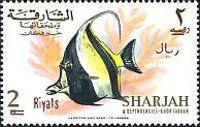 Moorish Idol (Zanclus cornutus)