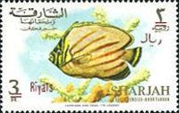 Ornate Butterflyfish (Chaetodon ornatissimus)