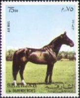 Horse (Equus ferus caballus)