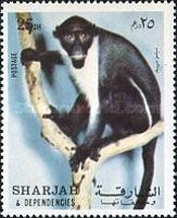 Diana Monkey (Cercopithecus diana)