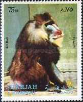 Mandrill (Mandrillus sphinx)