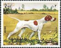 Pointer (Canis lupus familiaris)
